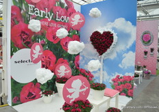 Nog een nieuw concept is Early Love. Een concept dat voor hun Dianthus variëteiten is ontwikkeld.